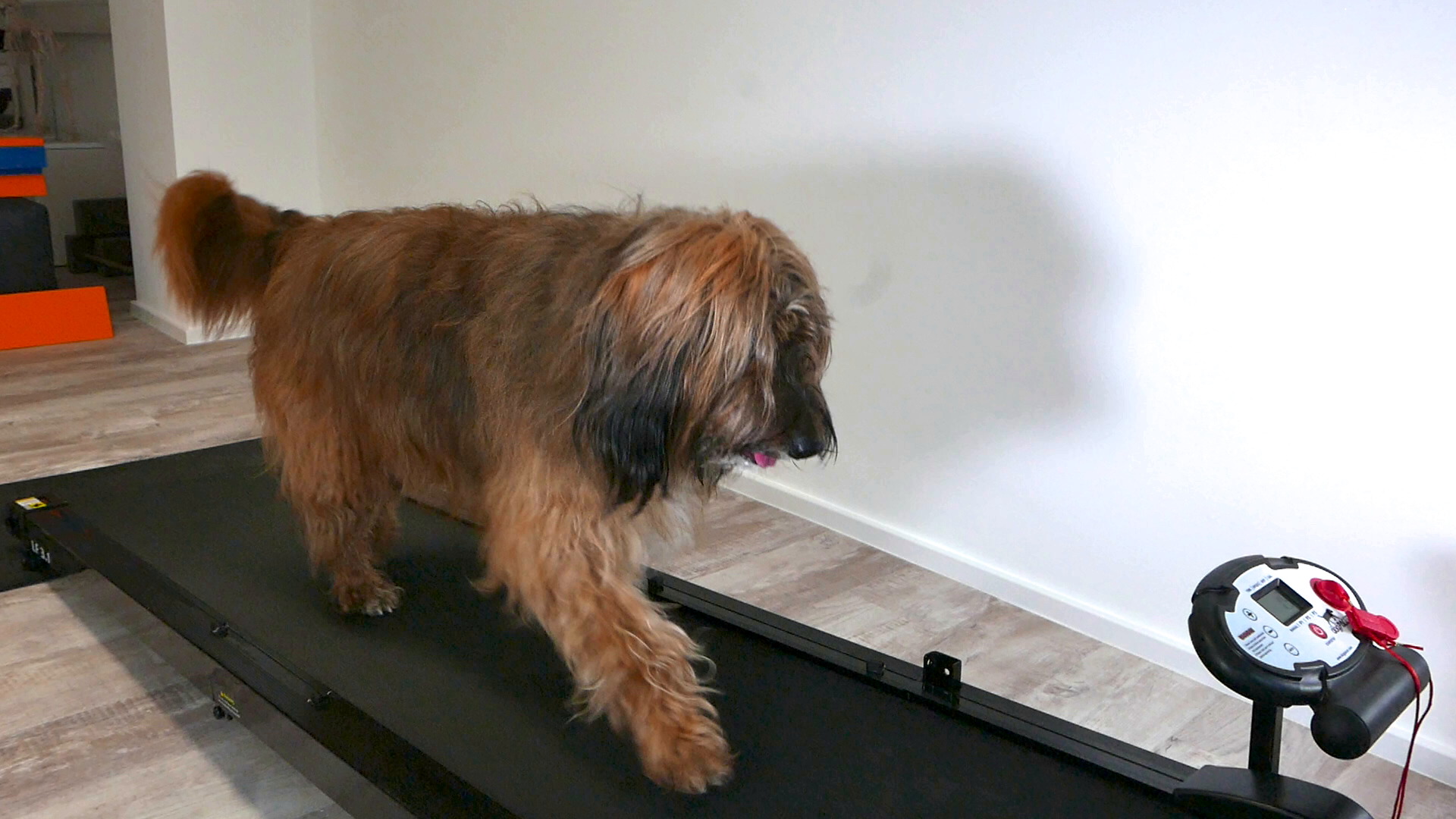 Bewegungstraining für Hunde Laufband & Bewegungstraining in der Hundephysiotherapie