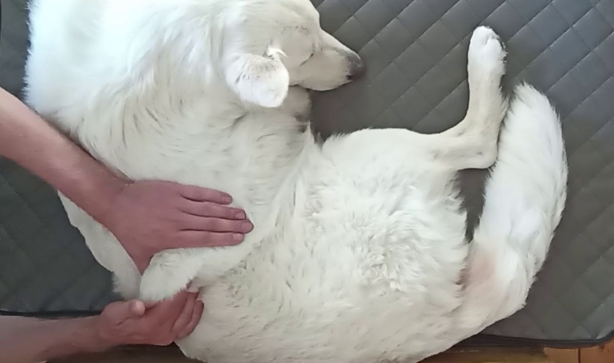 Massage und Manuelle Therapie in der Hundephysiotherapie Massage einer weissen Schaeferhundin in der Hundephysiotherapie
